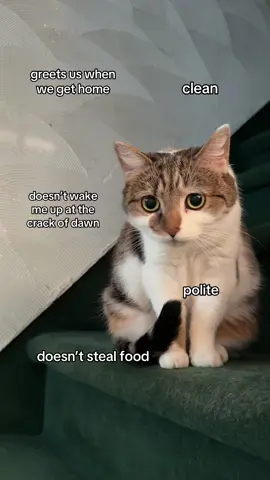 can’t have it all #fyp #viral #sukipurrs #catsoftiktok #catmom #funnycats #catmemes #crazycatlady #catlover #cattok #britishshorthair #derpycats #sadcat #cutecats 