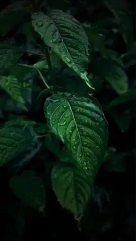 Nature’s magic after the rain 🌧️💧 Raindrops resting on leaves, making the green come alive ✨🌿 So calming… just watch 🍃💚 #AfterTheRain #RaindropsOnLeaves #NatureVibes #GreenGlow #SoothingNature #RainyDayAesthetic #PeacefulVibes #LeafLove #NatureLover #SerenityNow #TikTokNature #fyp #foruyou 