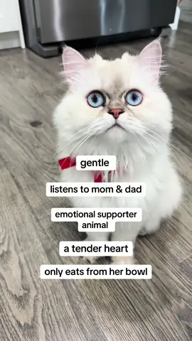 her worst enemy  #catsoftiktok #cat #fyp #trending #cattok 