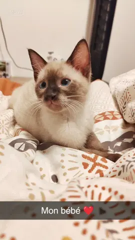 #CapCut #trend #stitch #siamois #siamoiscat #kitten #april 