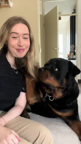Is this normal? #rottweiler #dogsoftiktok #fyp 