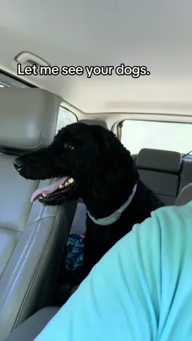 #pictures post your dog. #fypシ 