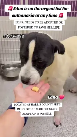Please apply @savinghoustonspets  OUT OF STATE ADOPTION IS POSSIBLE.  Edna is on the urgent list for euthanasia ☠️ at any time ⏰️ at harris County Pet's in Houston TX. Edna needs to be adopted or fostered to save her life ‼️  Name. Edna  #A637888  Please DM me if you have any questions.  📍Address  Harris County Pet's shelter.  612 Canino Rd in Houston TX.  #adopt #rescue #foster #fosteringsaveslives #houston #dogsoftiktok #adoptdontshop #shareifyoucare #fyp 