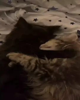 все фоны тгк: скворечник #щитпост #щп #любовь #котики 