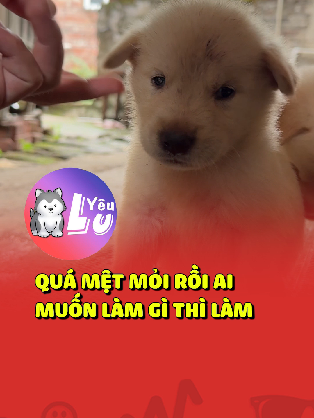 Quá mệt mỏi rồi ai muốn làm gì thì làm 😂 #shorts #yeulu