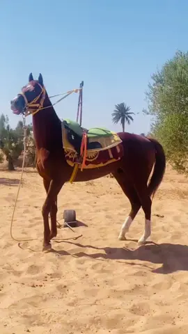 #طرابلس_بنغازي_المرج_البيضاء_درنه_طبرق #الخيل_عشق_لاينتهي #رقدالين_الجميل_زواره_طرابلس_ليبيا❤️🔥 #اسصبلات #يوسف #الموسي #رقدالين 