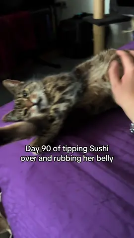 Day 90 of tipping my car over until this pays for her food (dw she's fine we do this all the time and she just enjoys the belly rubs)#explore #foryou #trendingvideo #catsoftiktok #fyp #catsoftheday 