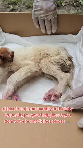 please friends am humbly and kindly requesting on your support towards my shelter please you share with us anything you can please 🙏the link to help is in my bio please 🙏 #usadogsrescue #adoptdontshop #rescuedog #usadog #adoptables #foryoupage #usadogsoftiktok #shelterdog 