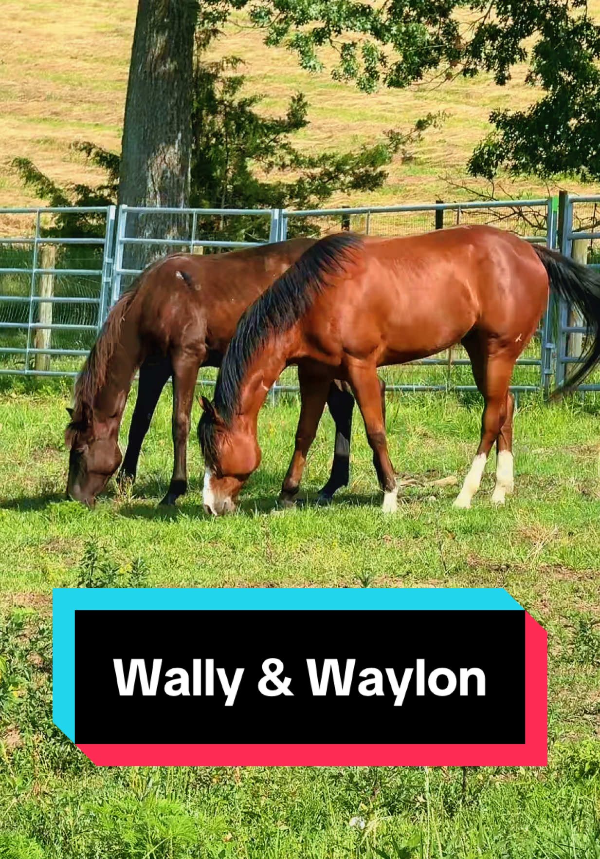 Frenemies or besties?😂🐴 #geldingsoftiktok #stallionprospect #babyhorse 