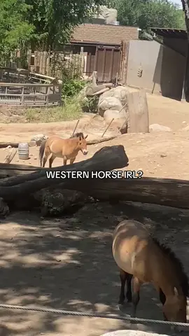 ECOS LA BREAAA? #roblox #horse #ecoslabrea #ecoslabrearoblox #viral #fyp #tiktok
