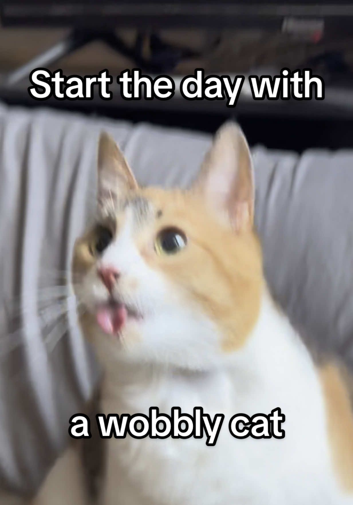 A glimpse in her wobbly world #wobblycat #cerebellarhypoplasia #chcat #catsoftiktok #calicocat #calico #cutecat #cute #cat #ada #foryoupage #fyp 