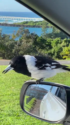 Birdsong by the sea  #birdsoftiktok  #bird  #birdsong  #sea  #ocean #australia 