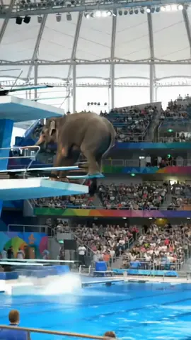 Majestic Elephant at olympics. #olympics #elephant #ai #divingboard #sports 