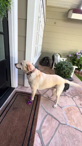 Caught on Camera: Labrador Can’t Stop Ringing Neighbor’s Doorbell #TikTokDogs #doglover #dog #funnydogvideos #cutedog #funnydogvideos 