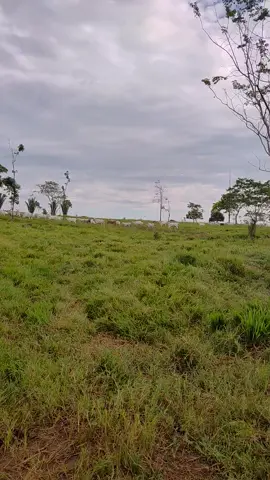 #agroetudo🌿🌾🌾🌾🌱🌱🐂🐂🐂 