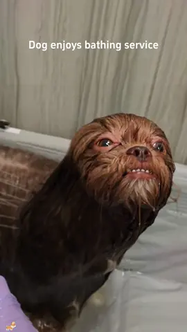 Dog’s different reactions to bathing😂😜#Tatcha #dogsoftiktok #dogs #cutedog #usa🇺🇸 