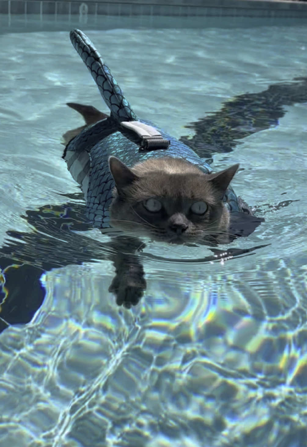 here’s a video to answer the common question: “where are her legs?” #cat #catsoftiktok #foryourpage #fyp #adventurecat #sharkitty #swimming #fypシ 