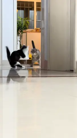 #cat #funnyvideos #funny #pet #catsoftiktok #PetsOfTikTok 