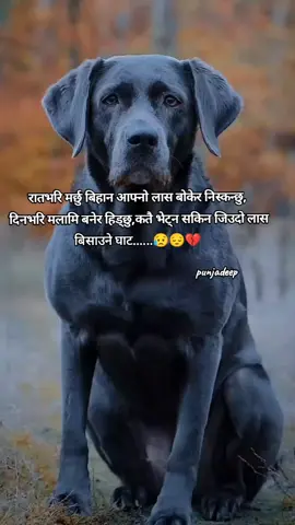 रातभरि मर्छु बिहान आफ्नो लास बोकेर निस्कन्छु,  दिनभरि मलामि बनेर हिड्छु,कतै भेट्न सकिन जिउदो लास बिसाउने घाट......😥😔💔#foryoupage #nepalisadline #fyppppppppppppppppppppppp #punjadeep #tiktokviral #viralvideos #tranding #punjadeepgautam #fyp #deeplines @पुञ्ज गौतम प्रान्जल @keshav sundar sharma @🤞🇳🇵nischal🇺🇸 @SHI शिर🖤👾 @Routine of Nepal banda 🇳🇵 