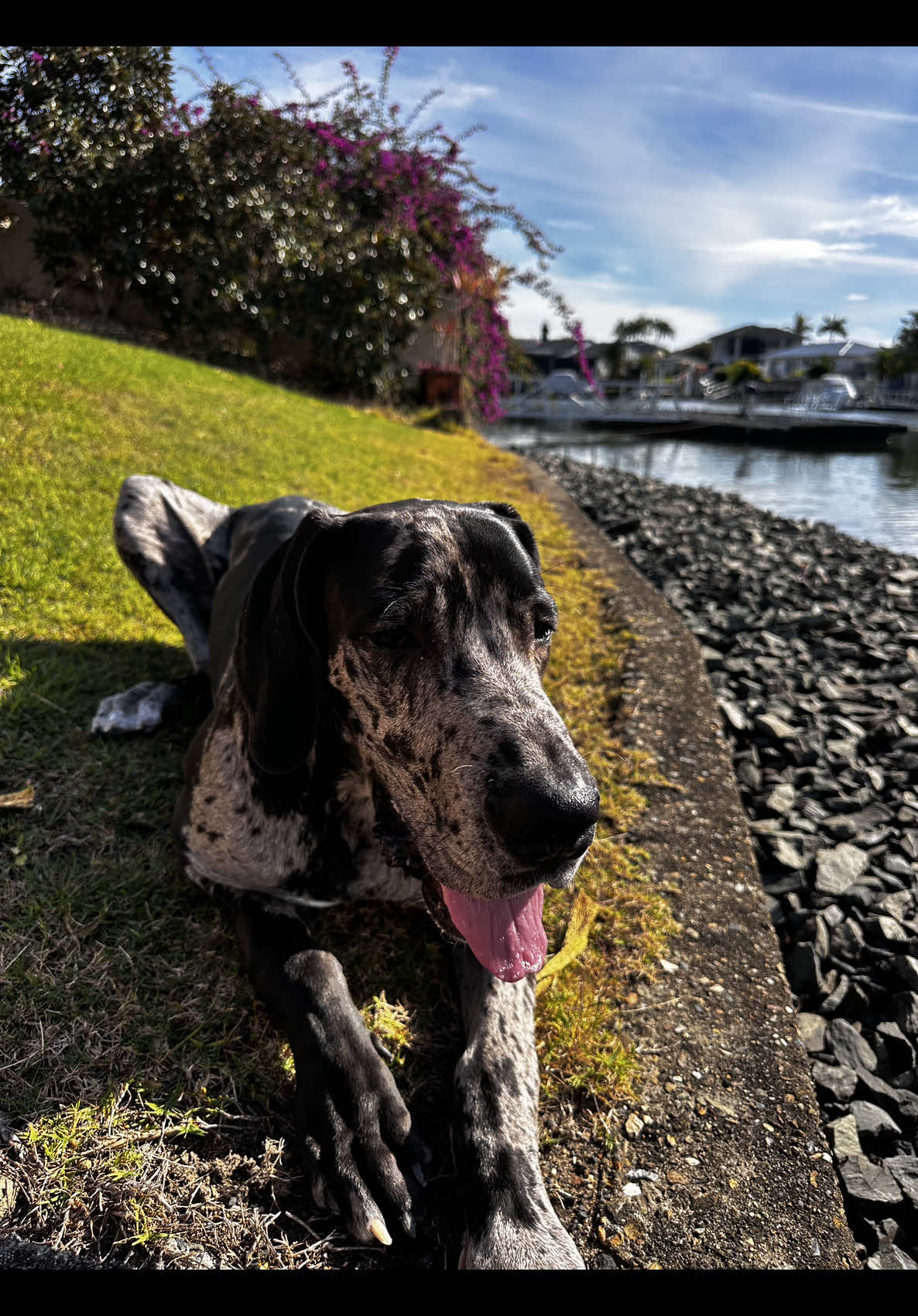 atleast 5 times when i walk Ned and he’s not even fully grown 🤣 #fyp #greatdane #greatdanesoftiktok #greatdanepuppy #dog #dogsoftiktok #puppy #bigdogs 