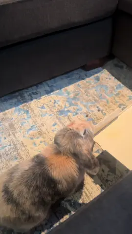 #rabbits #rabbitsoftiktok #funny #bondingprocess #bondingbunnies #rabbitbonding #cute #fyp #pets #animals 