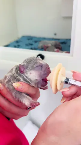Syringe feeding a newborn puppy  #syringefeeding #newborn #pup #puppy #puppylove #frenchie #frenchiesoftiktok #dogsoftiktok #dog #dogs #frenchies #nurse #nurselife #veterinary #veterinarylife #veterinarymedicine 