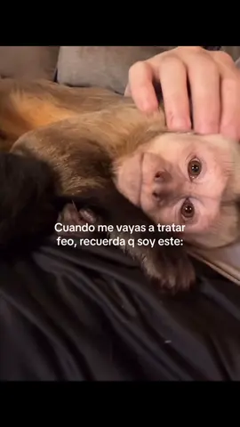:( #monkey #monito #monos #racha #mono 
