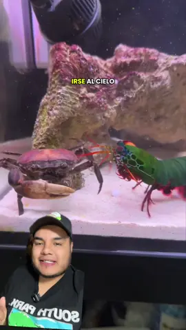 El golpe del camarón mantis #animalestiktok #animales #AprendeEnTikTok #crustaceos 