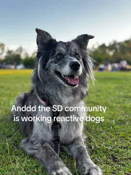The call is coming from inside the house I fear… #CapCut #servicedog #reactivedog #servicedoghandler #fypシ #servicedogintraining #fyp #disabledlife #viral 