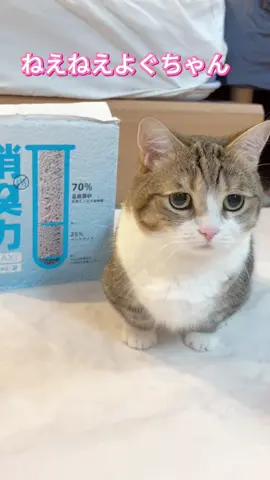 zuttonyanさんの4in1 豆腐ミックス猫砂をお試しさせていただきました！ 4種類の天然材料をミックスした猫砂で、 しっかり固まり、底にくっつかず、低粉塵なのでカキカキしても粉が毎温い🥺 長時間消臭でニオイも少なく、水に溶けや水のでトイレにも流せるよ〜！ フォロワーさん限定で20%オフになるAmazonコード→B96XDTHV（6.25-6.30）	5PLFHB5A（7.1-7.7） Amazon リンク：https://www.amazon.co.jp/dp/B0F7QN5GGZ よかったら試してみてね🥰 * * ＠zuttonyan_official #zuttonyan #ずっとにゃん #猫砂 #猫トイレ #猫用品 #4in1豆腐ミックス猫砂 #猫 #ねこ #猫といる暮らし #にゃんこ #にゃんすたぐらむ #ペット #pr
