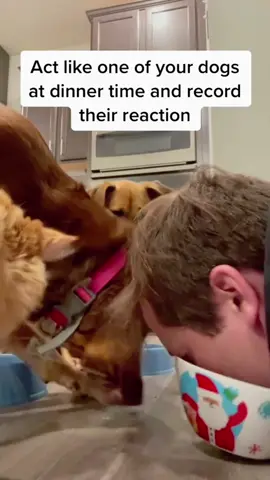 Scare your dog and see what they do! #dog #fyp #funny #dogsoftiktok #doglover I