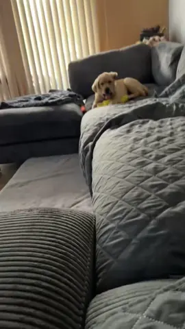 Good night 💤 #dog #dogsoftiktok #funnyvideo #fyp #pet 