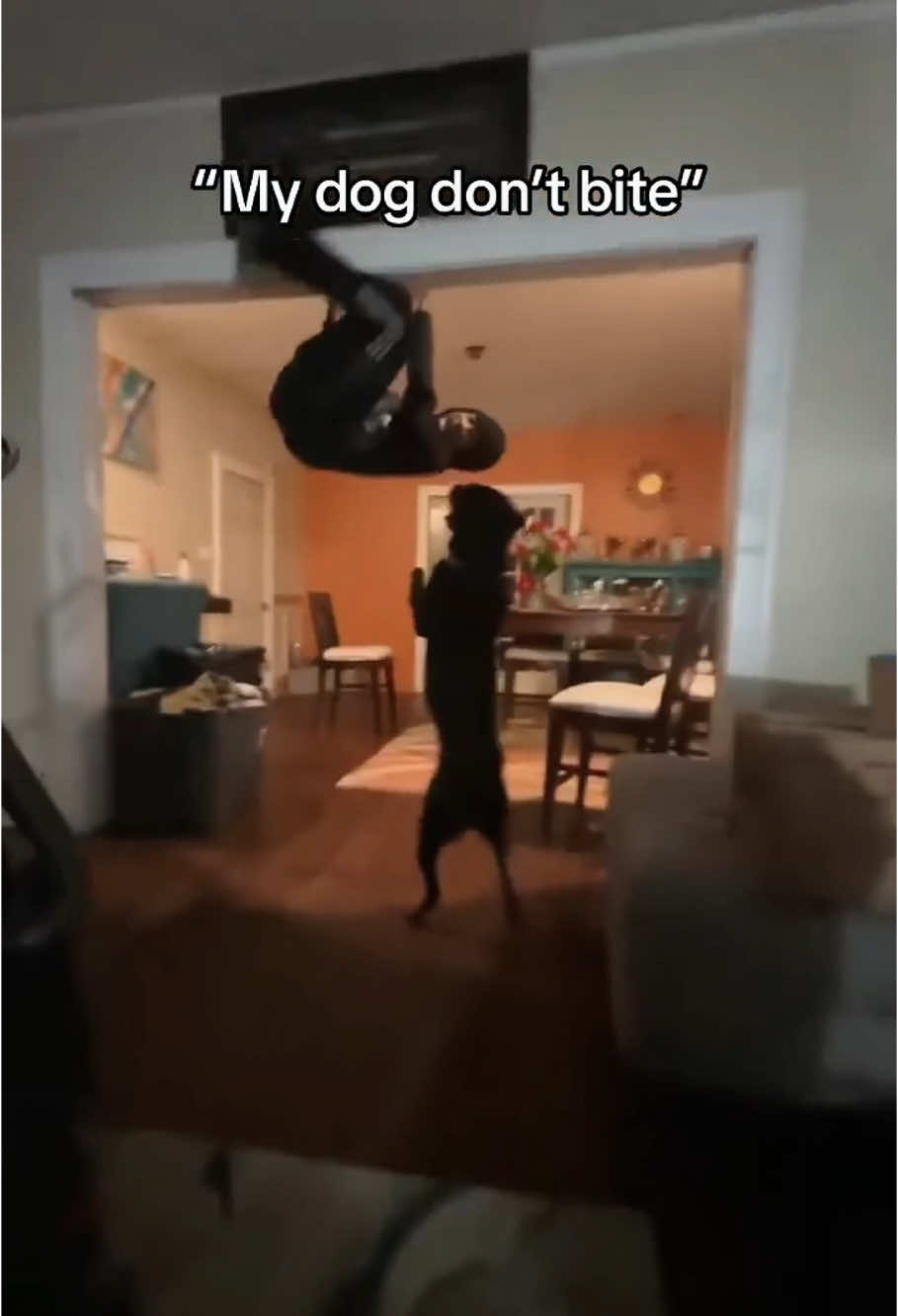 Don't worry, he doesn't bite #dog#funny#funnyanimals#funnypets#animals #dogsofttiktok #pet #foryou #longervideos 