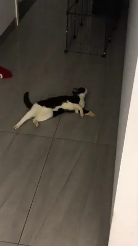 My cat thought l was not home. 😂😂#funny #funnyvideos #funnycat #funnytiktok #funnycatvideo #funnymoments #foryou #tiktok #cats #fyp 