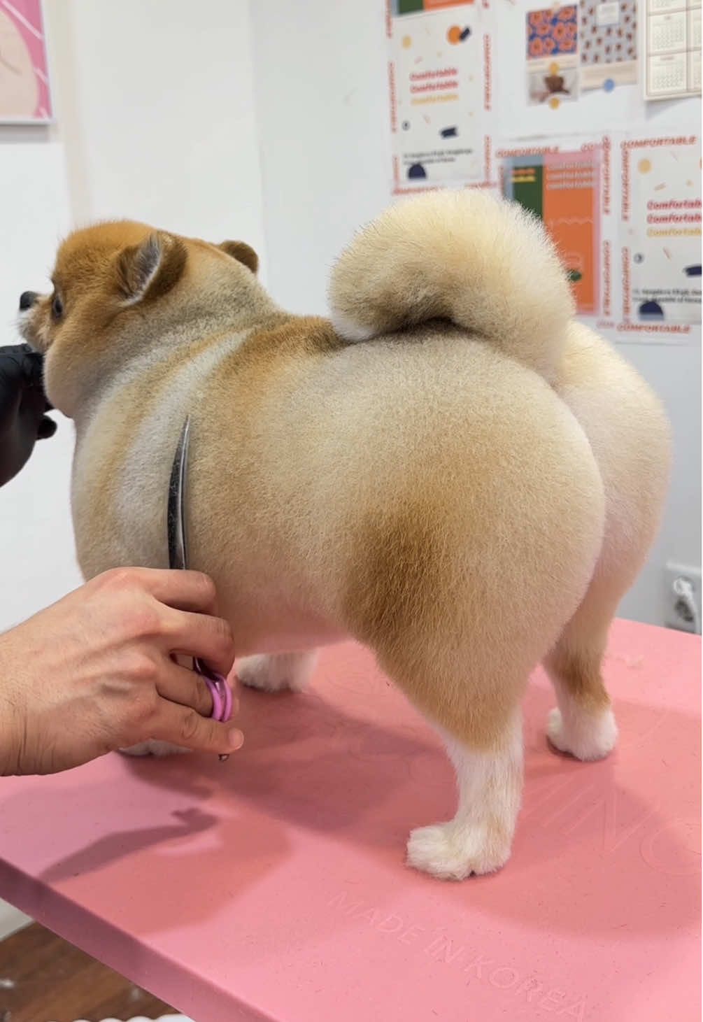 🍑🧡 #groomin #grooming #Love #dogsoftiktok #dog #pomeranian #lovely #puppy #fyp #반려동물 #포메라니안 #foryou #viral #포메미용 #포메틱톡 #doggy#groom 