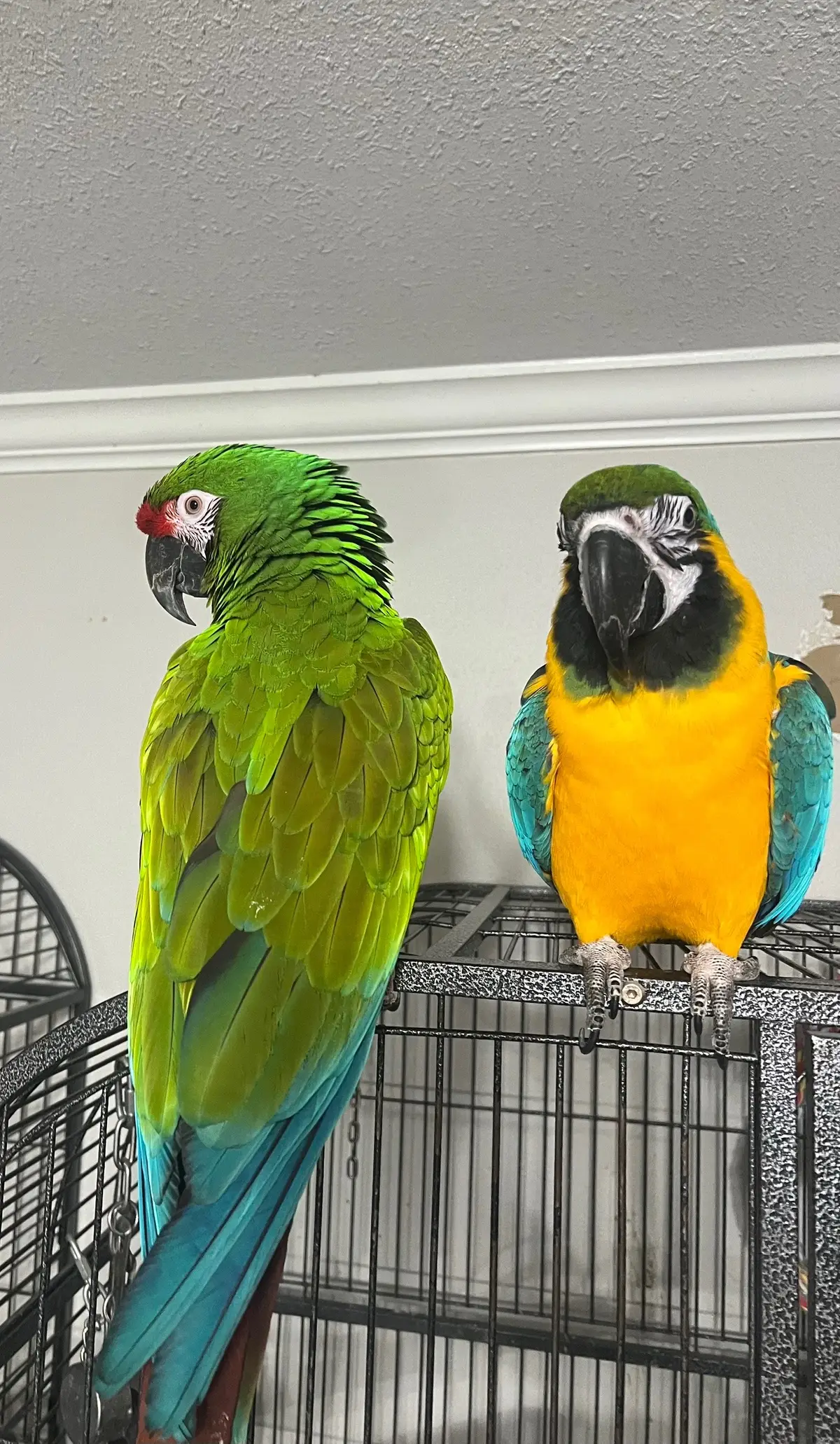 Got home from work yesterday and these two escaped their cage 🤦‍♀️.  Thankfully, they just hang out on top. #escaped #foryou #fyp #parrotsoftiktok #macawsoftiktok #militarymacaw #blueandgoldmacaw #viralvideo #engaging