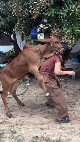 Video lucu bikin ngakak #creatorsearchinsights #TikTokAwardsID #funnyvideos #viraltiktok #viralvideos 