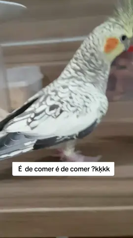 É de comer é de comer?kkkk #calopsitafemea #calopsitas_mansa #fy 