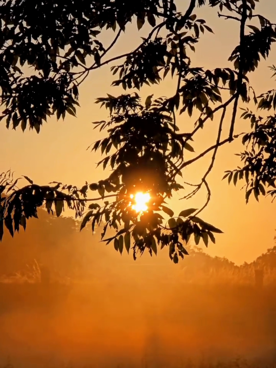 sun