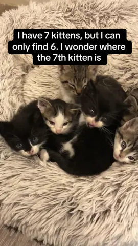 The MEOWS from the 7th kitten though 😭😭 #RoadTo18M #Pubity  (Allison Olson via ViralHog)