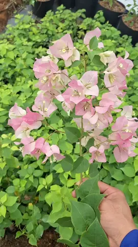 Cây giống hoa giấy sakura phớt hồng.#caygiong #hoagiay #xuhuong 