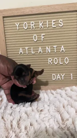 Watch Rolo grow! 💙🐾 From Day 1 to Day 30, Rolo’s transformation is something special. As the only boy in the litter and the biggest pup at 1 lb 8 oz, he’s been leading the way since day one. This video captures his first month of life one second at a time. From tiny to chunky, sleepy to curious… Rolo’s glow-up is too cute to miss! 🐶✨ #RoloTheYorkie #PuppyGlowUp #YorkieJourney #FromDay1To30 #YorkieLove #PuppyProgress #Yorkies #YorkiesOfTikTok 