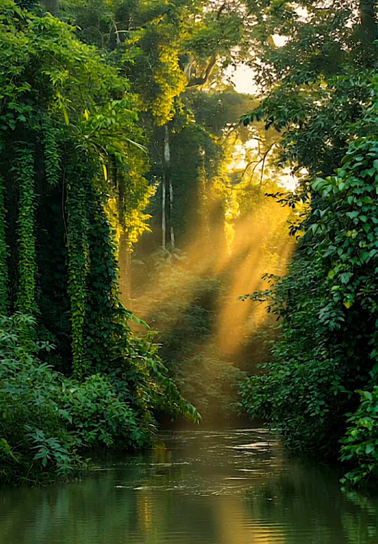 Tropical relaxation #fyp #foru #foruyou #beautiful #positivevibes #feelinggood #beautifuldestinations #mood #moody #aesthetics #aestheticvideos #relax #relaxing #relaxation