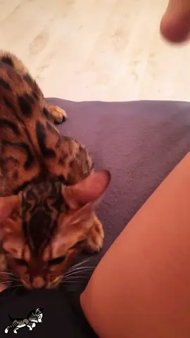 This is how my cat says l love you 😳🙀#fyp #foryou #cat #cats #catsoftiktok 