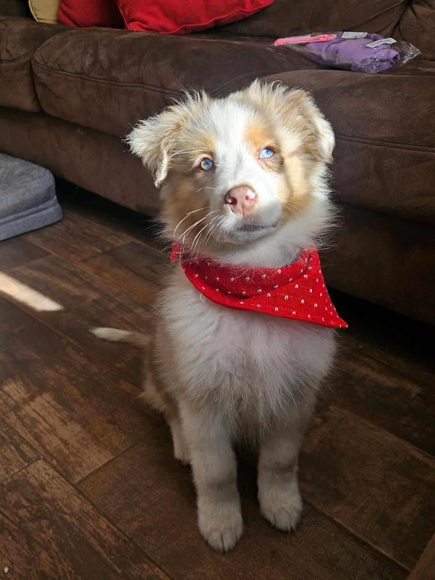Ella es una loquilla 🫠 pero igual la quiero ❤️ #chiledog #chile #aussie #pastoraustraliano #aussiechile 