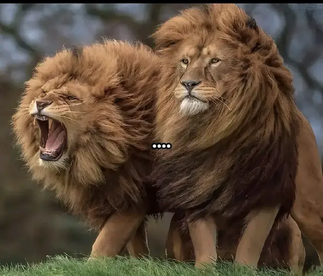 #video for your best friend #کٹھیالہ_شیخاں_آلے #foryou🥺🥀🖤viral_page #videoforyoupliz #🤣👈👈🤣💯💯___ #foryou🥺🥀🖤viral_page #🤍👀🤍👀varal #videoforyoupliz #🤣👈👈🤣💯💯___ 
