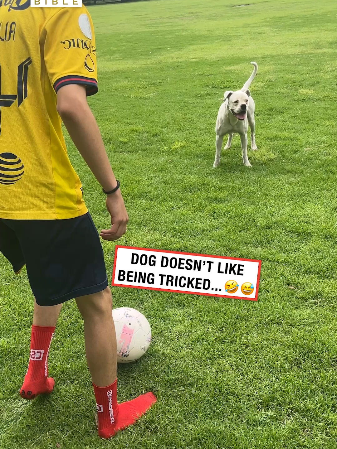 He didn't like that 💀 (🎥: ViralHog) #ladbible #funnyvideos😂 #fails #animals #dogsoftiktok #footballtiktok