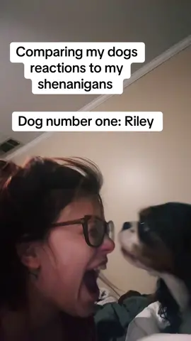 Riley just wanted to love me  #sarahbear624 #trend #dog #taylorswift 