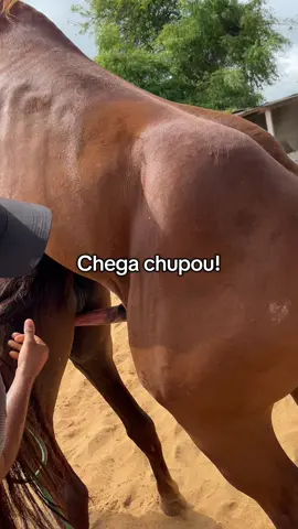 Nossa chega chupou!😱 #cavalo #egua #garanhão 