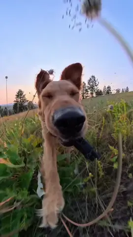 half dog half bunny its complicated 🐰🐶 #complicated #trend #goldenretriever #insta360 @insta360_official 